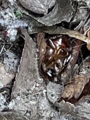 Periplaneta fuliginosa