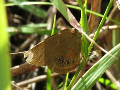 Neonympha areolatus
