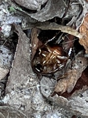 Periplaneta fuliginosa