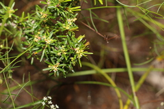 Pseudanthus orientalis