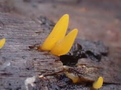 Calocera furcata