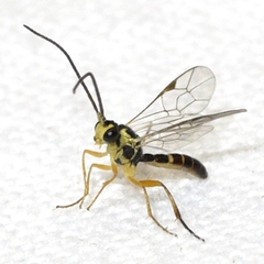 Diplazontinae