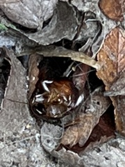 Periplaneta fuliginosa