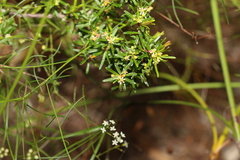 Pseudanthus orientalis