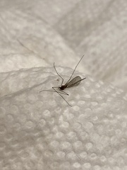 Trichocera