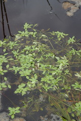 Callitriche palustris