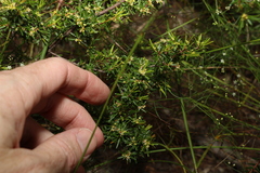 Pseudanthus orientalis