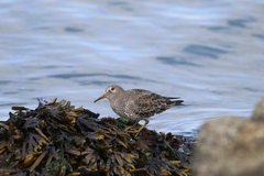 Calidris ptilocnemis