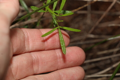 Zieria laxiflora