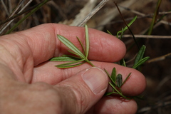 Zieria laxiflora