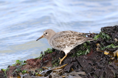 Calidris ptilocnemis