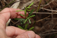 Zieria laxiflora