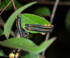 Perga dorsalis