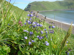 Adenophora triphylla