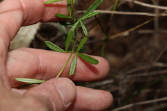Zieria laxiflora