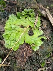 Ricciaceae