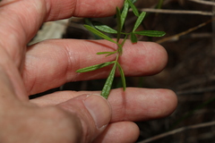 Zieria laxiflora