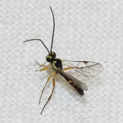 Diplazontinae