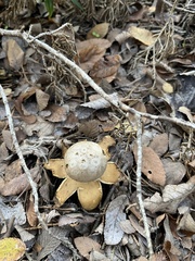 Myriostoma
