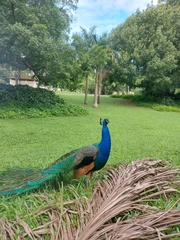 Pavo cristatus