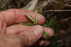 Zieria laxiflora