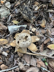 Myriostoma