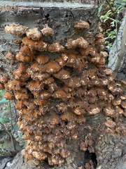 Inonotus mikadoi
