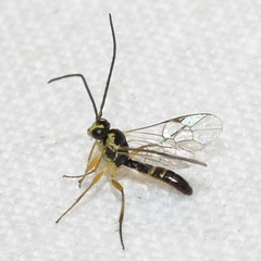Diplazontinae