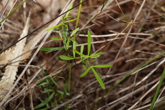Zieria laxiflora