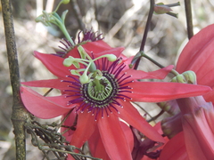Passiflora princeps