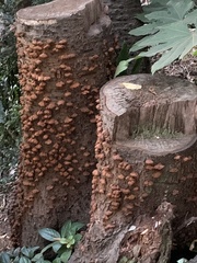 Inonotus mikadoi