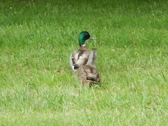 Anas platyrhynchos platyrhynchos