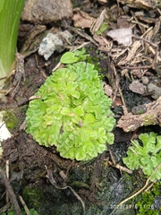 Ricciaceae