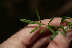 Zieria laxiflora