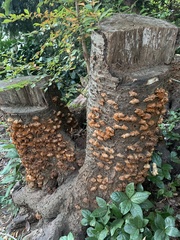 Inonotus mikadoi