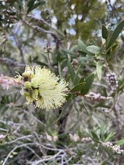 Melaleuca pallida