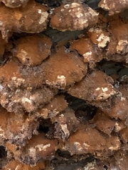 Inonotus mikadoi