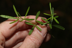 Zieria laxiflora