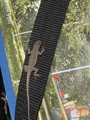 Urosaurus nigricauda