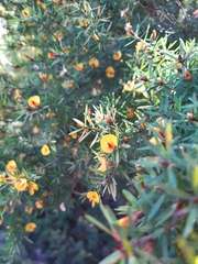 Pultenaea pedunculata