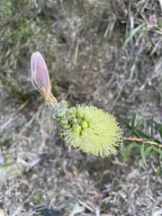 Melaleuca pallida