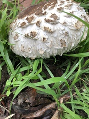 Chlorophyllum