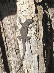 Urosaurus nigricauda