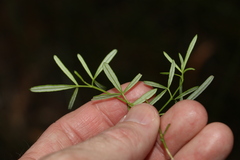 Zieria laxiflora