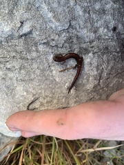 Plethodon websteri