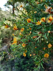 Pultenaea pedunculata