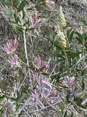 Melaleuca pallida