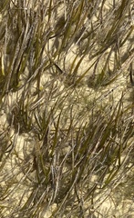 Cymodocea nodosa