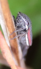 Cuerna striata