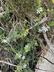 Philotheca verrucosa